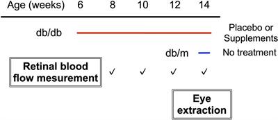 Beneficial Effect of Long-Term Administration of Supplement With Trapa Bispinosa Roxb. and Lutein on Retinal Neurovascular Coupling in Type 2 Diabetic Mice